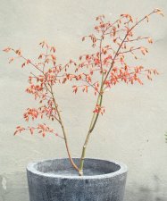 katsura 2 copy.jpg