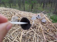 mushroom unknown2.jpg