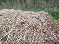 mushroom unknown.jpg