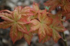 IMG_7474.jpg