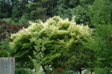 A.P. Katsura 3 06-15-07.jpg