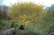 A.P. Katsura 04-21-06.jpg