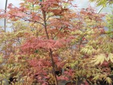 Ghost maples in Greenhouse.JPG