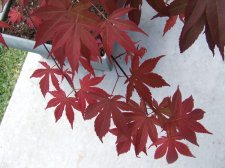 DSCF6221.jpg