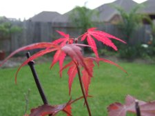 DSCF6226.jpg