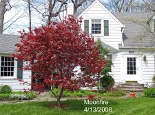Moonfire 029.jpg