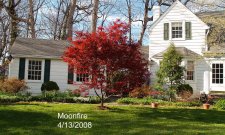 Moonfire 030.jpg