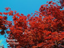 Moonfire 031.jpg