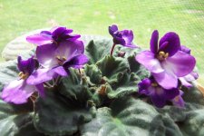 100_9252.jpg