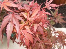 DSCF6236.jpg