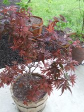DSCF6235.jpg