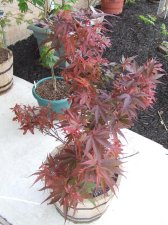 DSCF6240.jpg