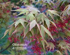 Osakasuki 039.jpg