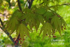 Osakasuki 040.jpg