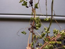 100_0265.jpg