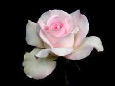 Rose2my balance.jpg