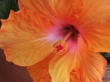 Hibiscus flower.jpg