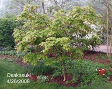 Osakasuki 044.jpg