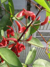 What is it Bleeding heart maybe.jpg
