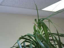Palm 004.jpg