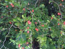 red berries.jpg