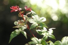 IMG_5617.jpg