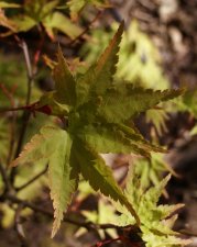 DSC06898_2.jpg
