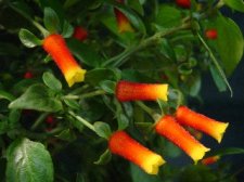 Candy Corn Vine.jpg