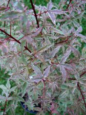 acer_beni_kosode_10_09_07_004.jpg