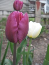 IMG_2971.jpg