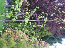 Copy of IMG_0978.jpg