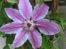 clematis 002.jpg