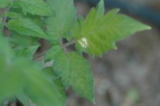 DSC_4197.jpg