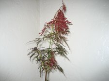 IMG_1575.jpg