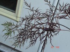 5-23-08 051.jpg