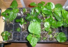 New Hibiscus From Exotic Hibiscus 9.jpg