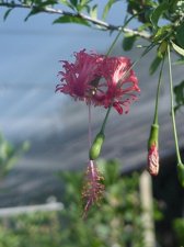 Chinese Lantern.jpg