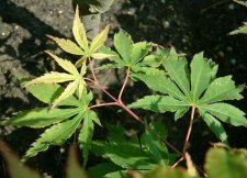 maple1.jpg