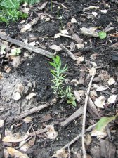 garden 2008 seedlings 018.jpg