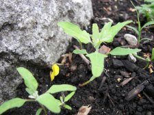 garden 2008 seedlings 025.jpg
