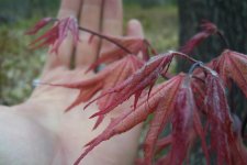 maples 5-15 011.jpg