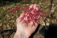 maples 5-21 002.jpg