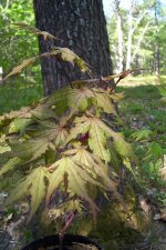 maples 5-28 012.jpg