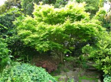 katsura1.jpg