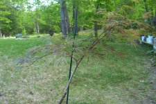 dog-maple 003.jpg
