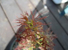 Acer Palmatum - Baby Lace15.jpg