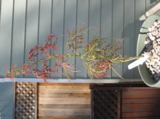 Acer Palmatum - Baby Lace13.jpg