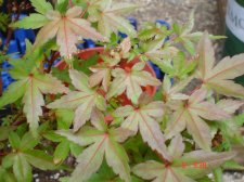 Plants 6-5-08 004.jpg