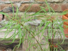 Plants 6-5-08 005.jpg