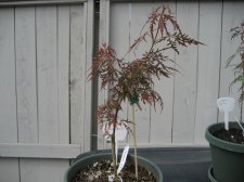 Acer Palmatum - Baby Lace2.02.jpg